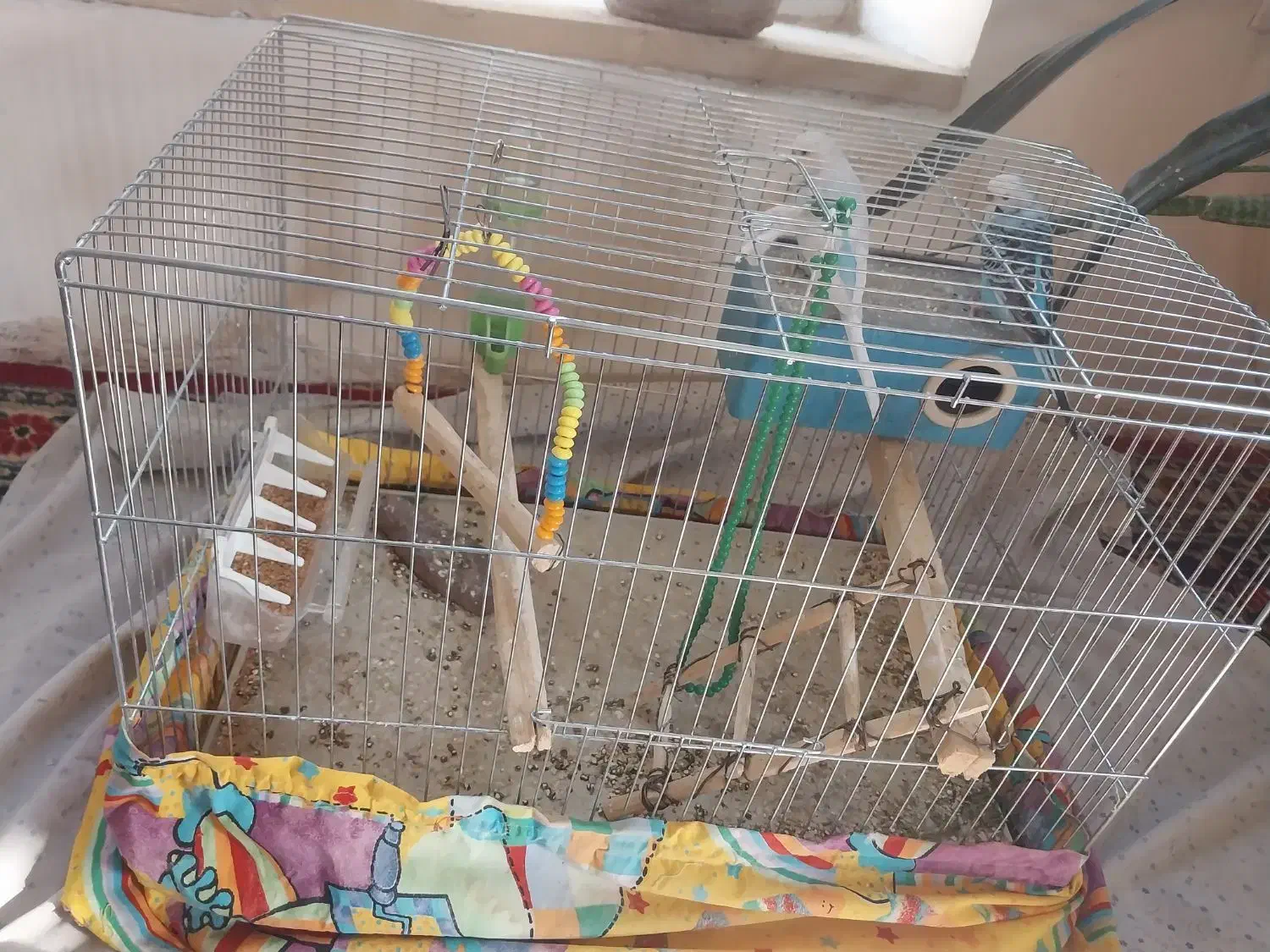 دوعدد مرغ عشق|پرنده|عجب شیر, |دیوار