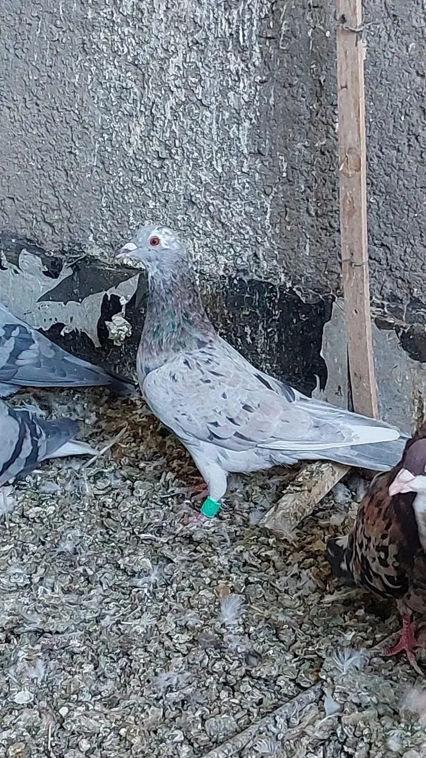 صیدبوم بلند|پرنده|تربت‌حیدریه, یحیی آباد|دیوار