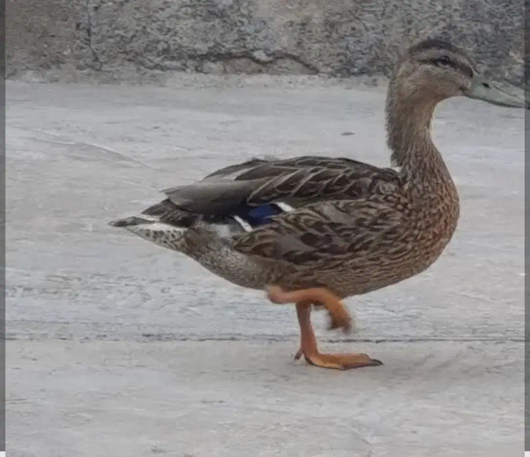 اردک|حیوانات|آبیک, |دیوار