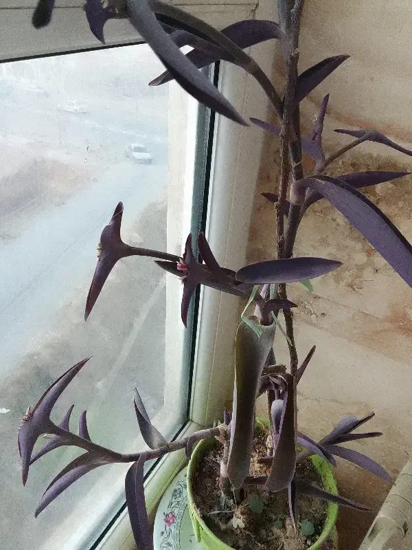 برگ بیدی بنفش|گل و گیاه طبیعی|فیروزکوه, |دیوار