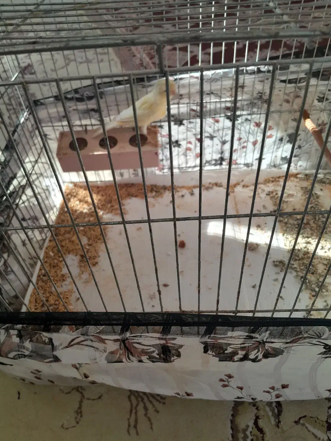 یک جفت قناری|پرنده|بجنورد, |دیوار