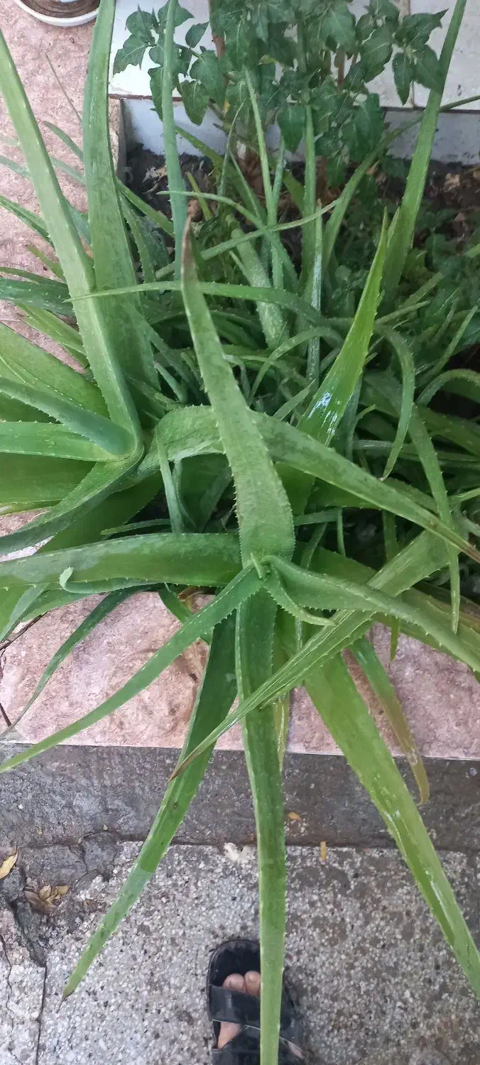 گل آلوئه ورا|گل و گیاه طبیعی|زابل, |دیوار