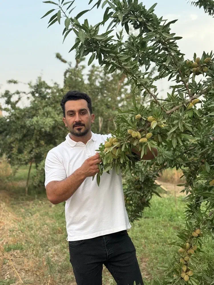 فروش نهال بادام تونو|خدمات باغبانی و درختکاری|سامان, |دیوار