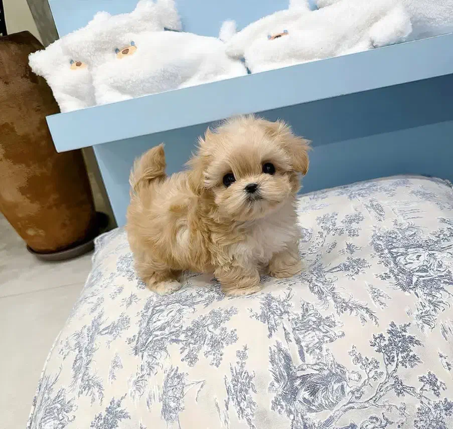 سگ جیبی|سگ|تهران, جنتآباد مرکزی|دیوار