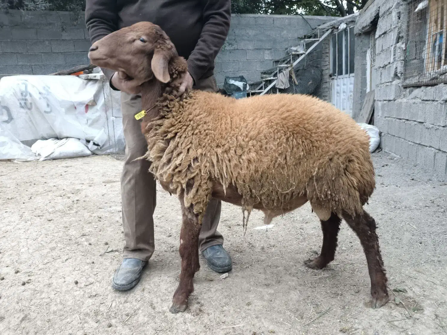 بره قوچ همو(دارای ژن چندقلوزایی صد‌ در صد)|حیوانات مزرعه|رشت, حومه رشت|دیوار