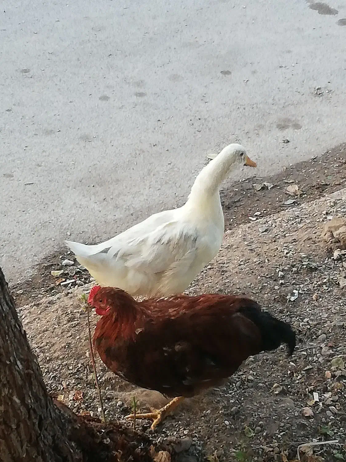 حیوانات مزرعه.|حیوانات مزرعه|خرمشهر, |دیوار