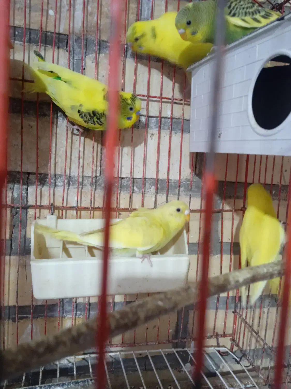 مرغ عشق|پرنده|آشخانه, |دیوار