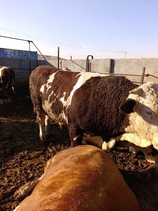 گاو نر سمینتال گوشتی|حیوانات مزرعه|هشترود, |دیوار