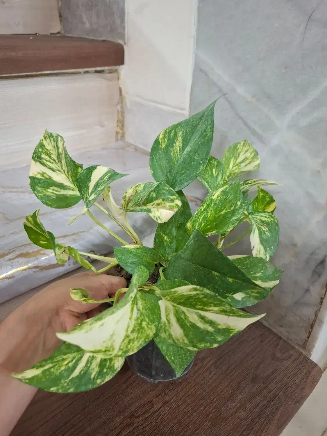 پک گل/گل/گل آپارتمانی/گل و گیاه|گل و گیاه طبیعی|یزد, |دیوار