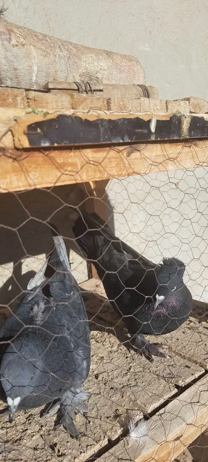 ۲ عدد کبوتر پر|پرنده|فارسان, |دیوار