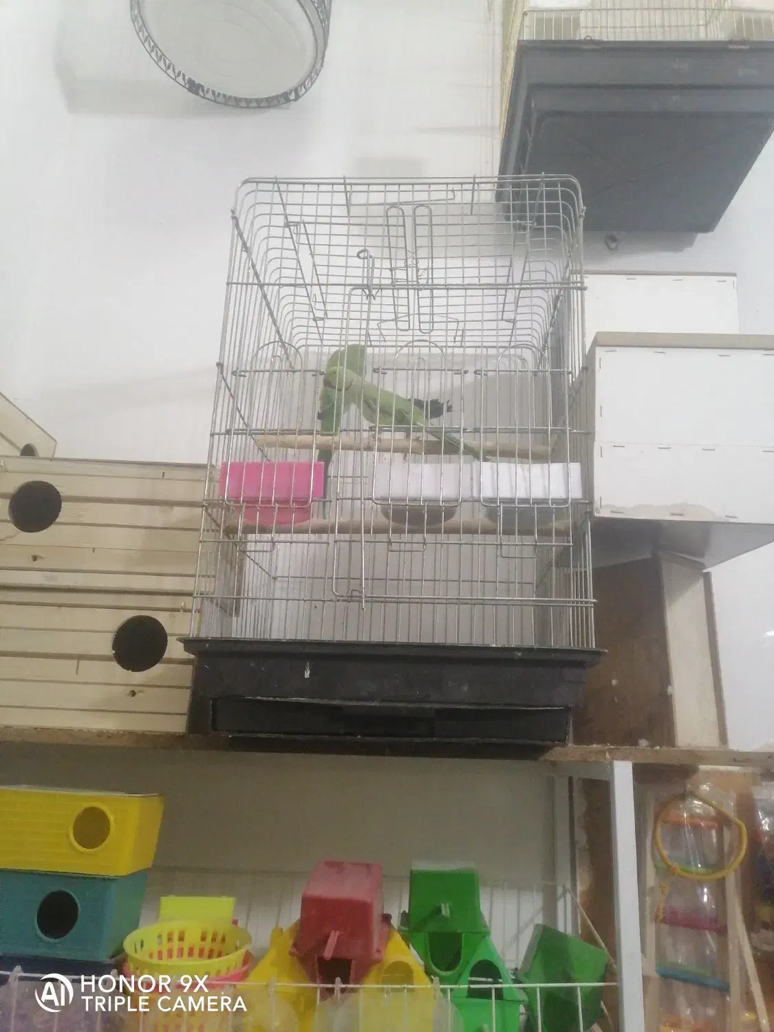 پرنده سرا|پرنده|هشتگرد, شهرک گلها|دیوار