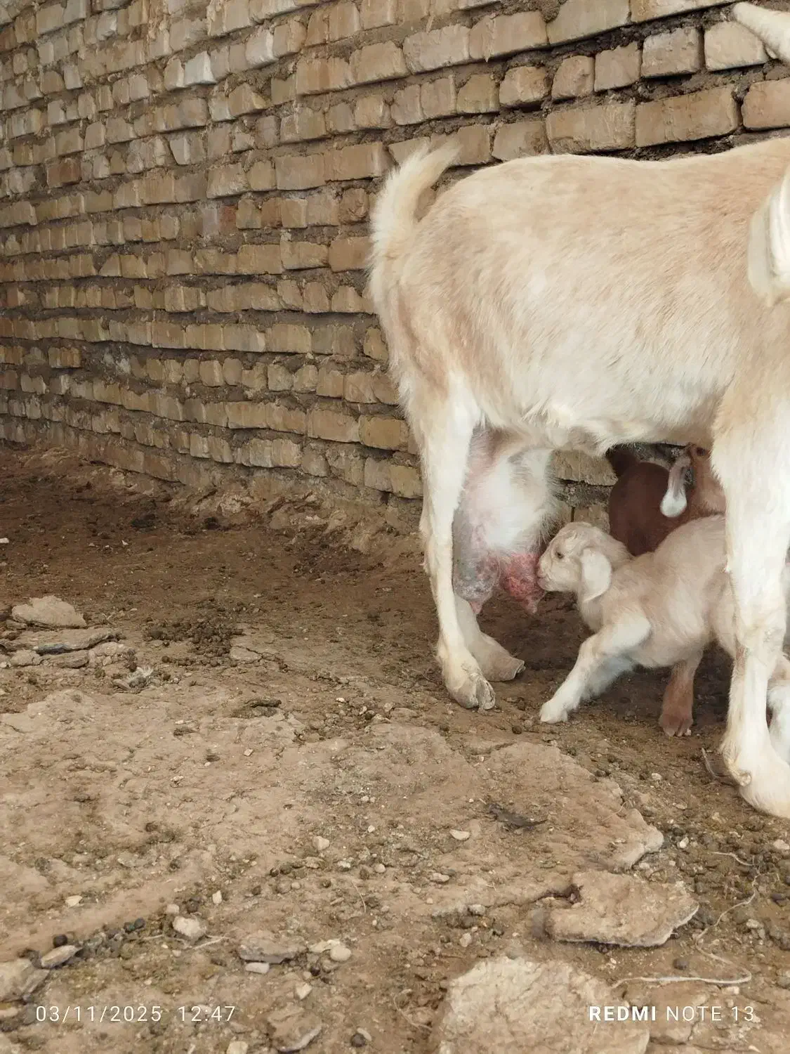 بز سیری سانن|حیوانات مزرعه|سده (خراسان جنوبی), |دیوار