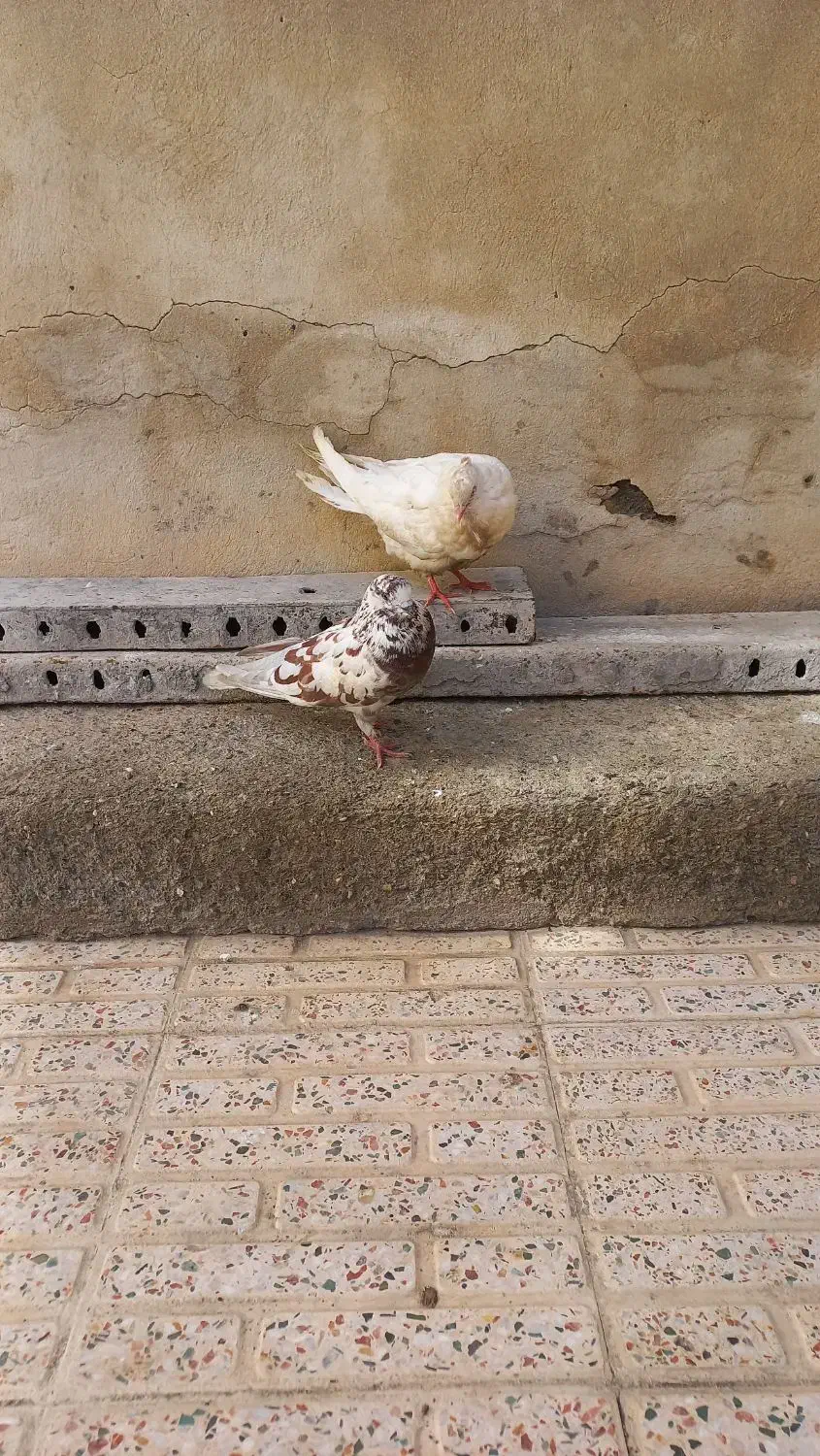 کبوتر|پرنده|گلپایگان, |دیوار