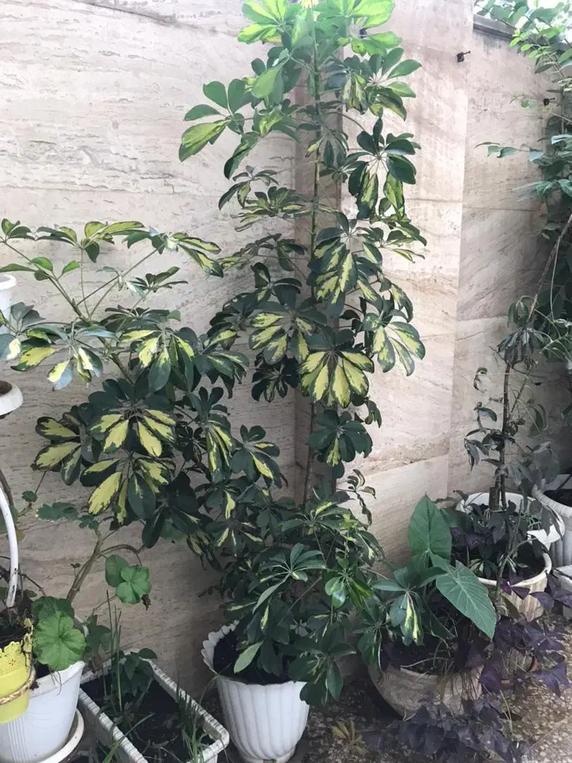 گل شفلرا|گل و گیاه طبیعی|آستارا, |دیوار