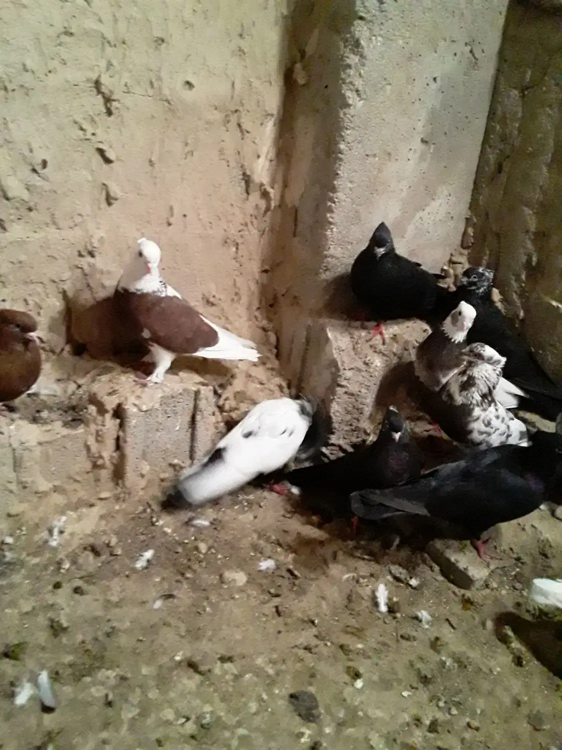 کبوتر پرشی|پرنده|کاکی, |دیوار