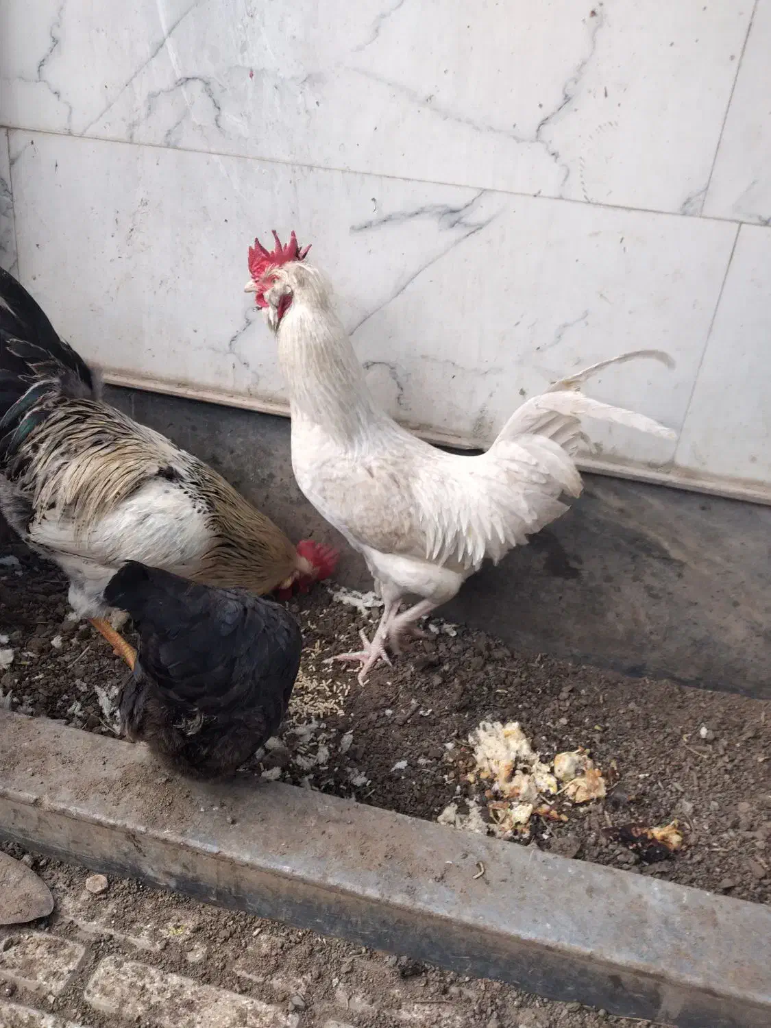 مرغ وخروس|حیوانات مزرعه|مرند, |دیوار