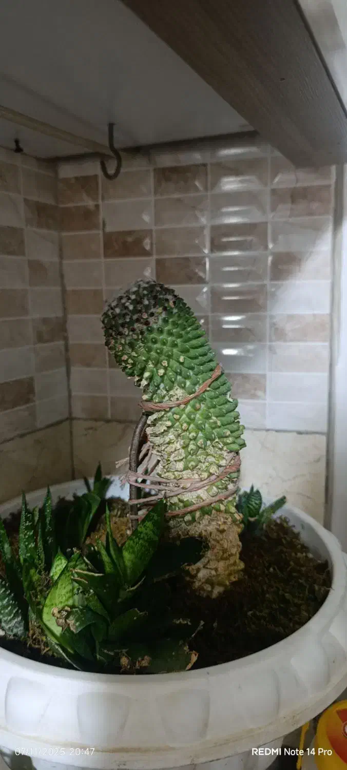 گل گیاه|گل و گیاه طبیعی|جاجرود, |دیوار