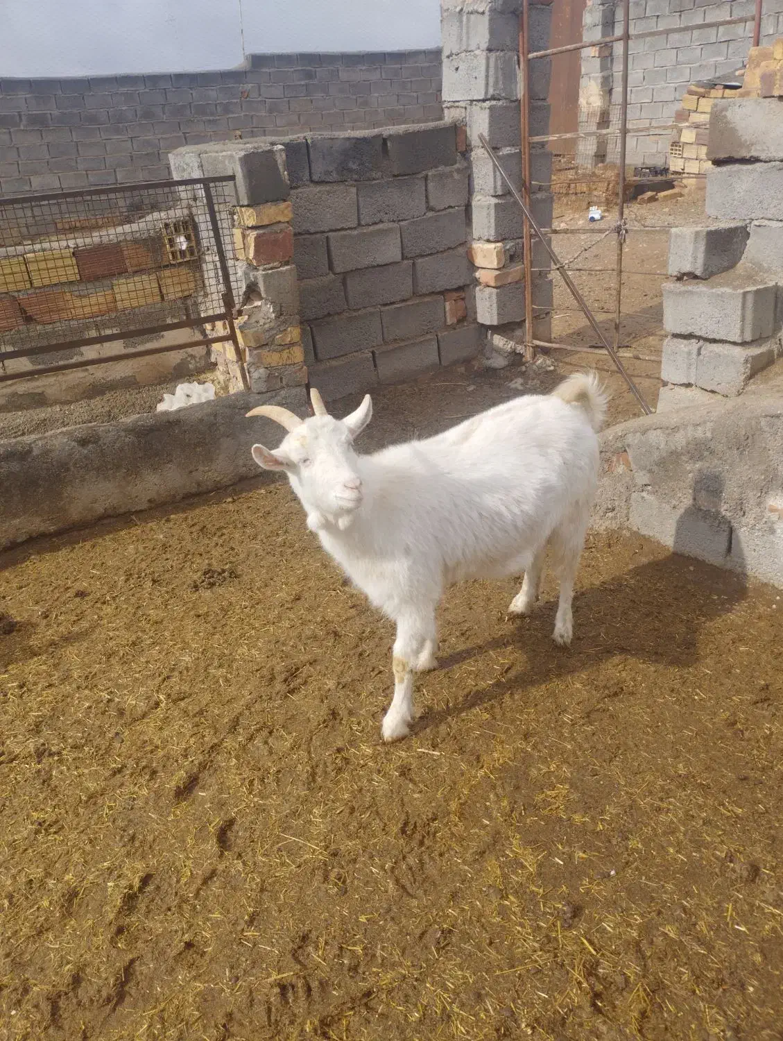 بزن سانن|حیوانات مزرعه|سده (خراسان جنوبی), |دیوار