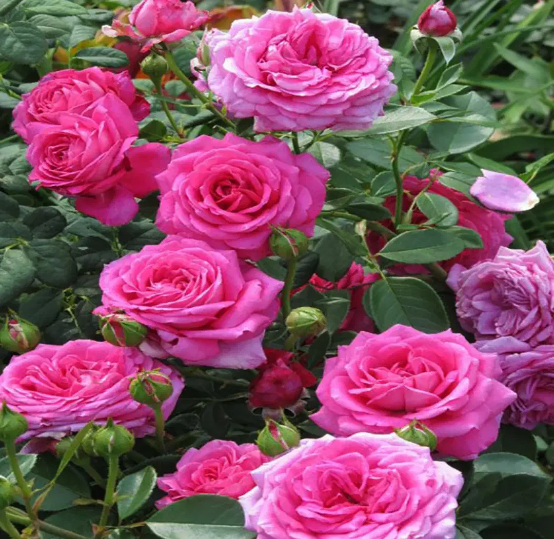 نهالستان پالیز دارای مجوز جهاد کشاورزی|خدمات باغبانی و درختکاری|کاشان, امیرکبیر|دیوار