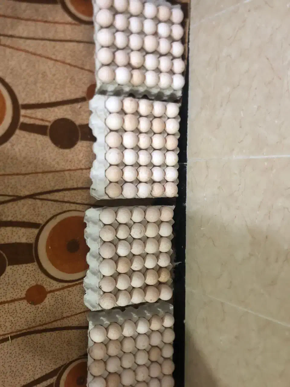 تخم نطفه دار بوقلمون بربون|حیوانات مزرعه|پاوه, |دیوار