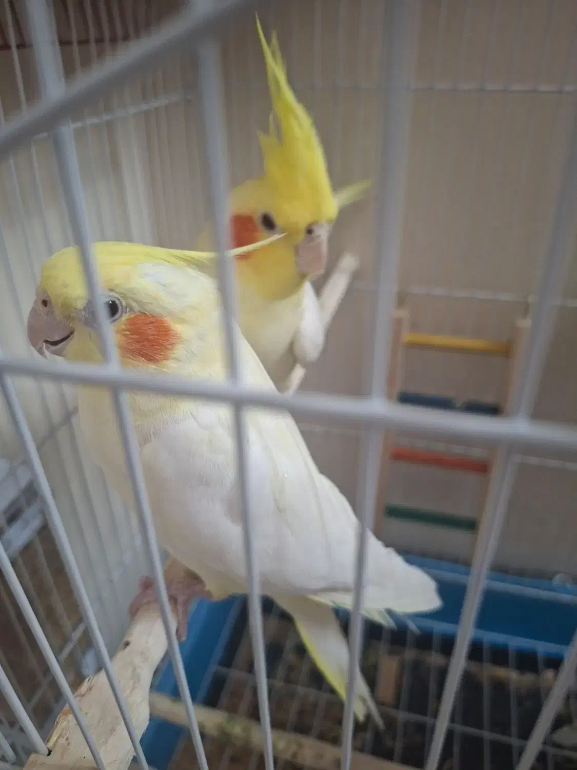 عروس هلندی لوتینو|پرنده|اهواز, کوی جواهری|دیوار