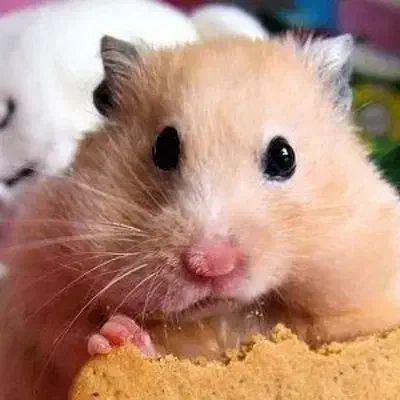 واگذاری رایگان خرگوش همستر خوکچه هندی پرندگان|موش و خرگوش|قم, شاه سید علی|دیوار