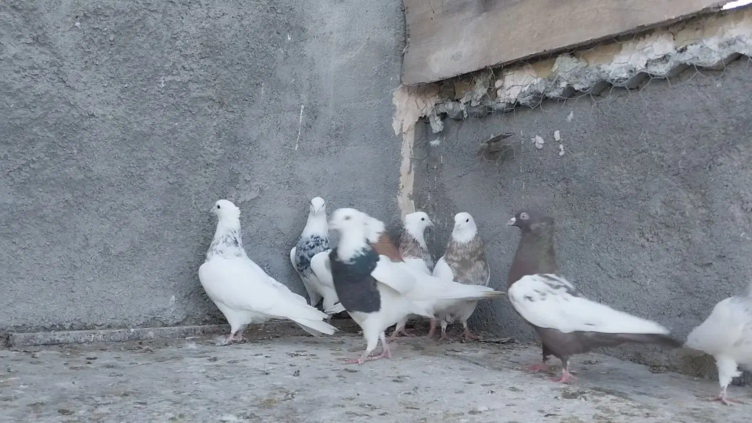 طوقی سینه|پرنده|مبارکه, |دیوار