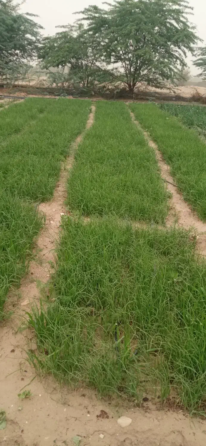 نشا|گل و گیاه طبیعی|بندر کنگان, |دیوار