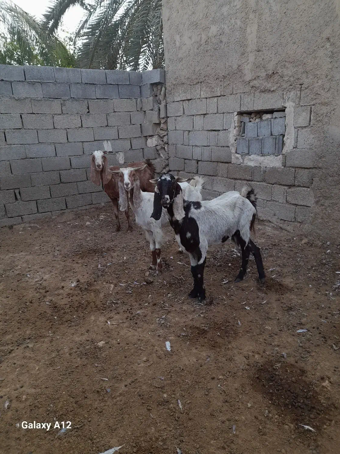 بزپکستانی|حیوانات مزرعه|برازجان, |دیوار