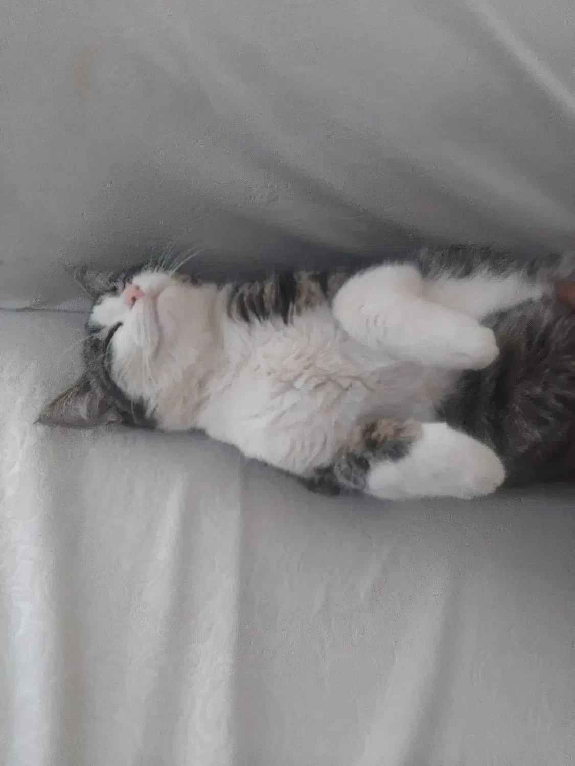 واگذاری گربه بصورت رایگان|گربه|بجنورد, |دیوار