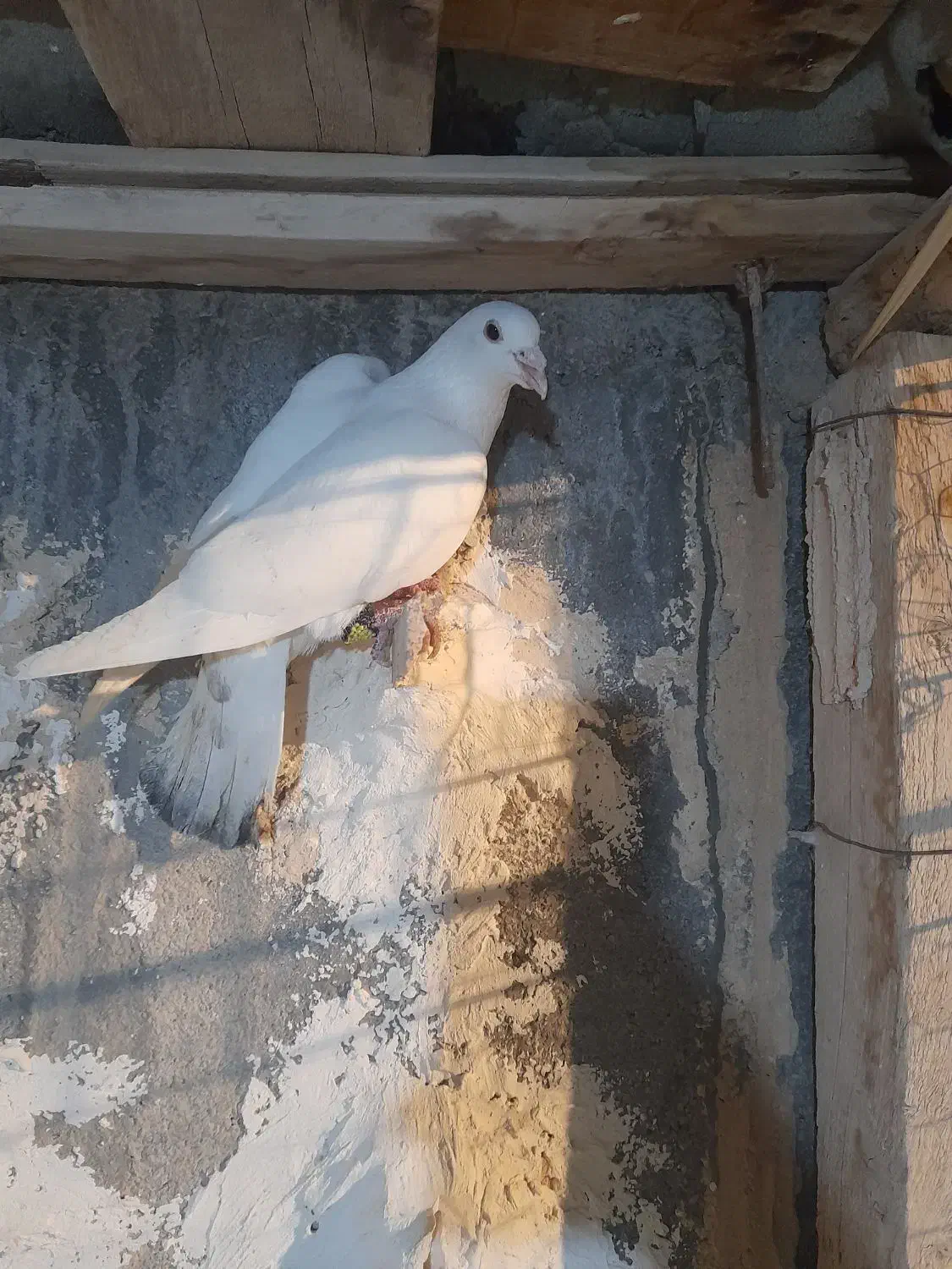 کبوتر|پرنده|شیروان (خراسان), |دیوار