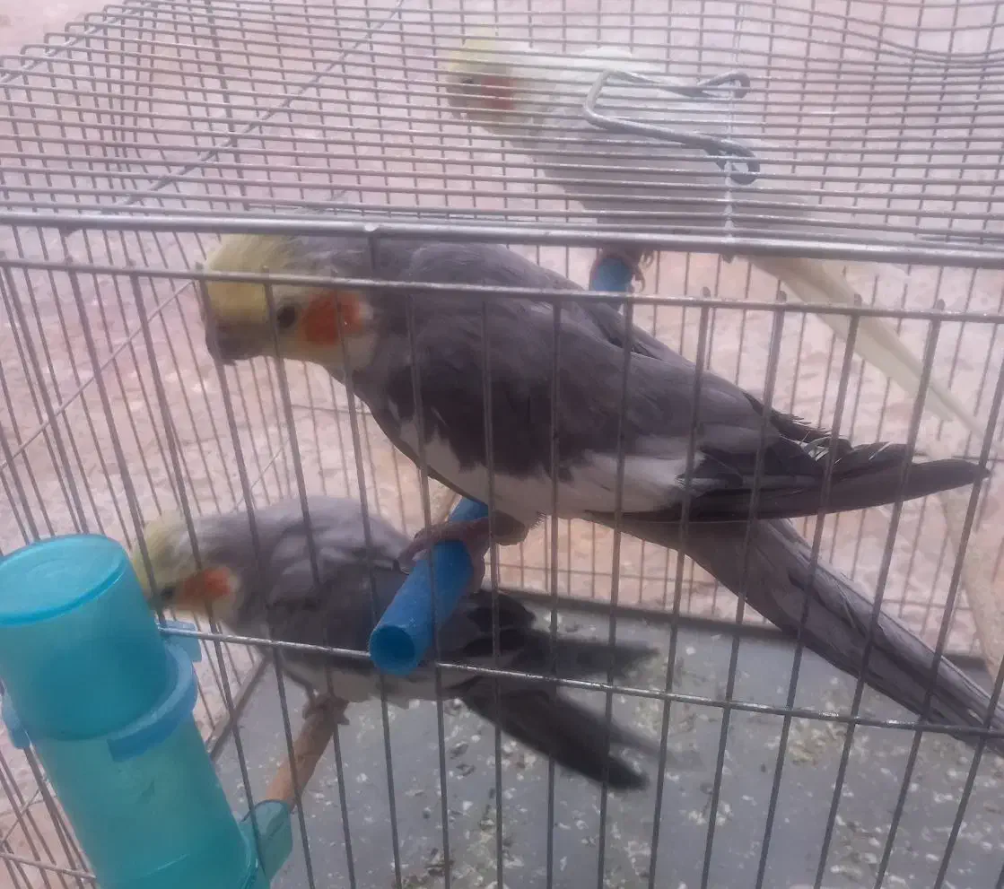 طوطی عروس جوان تازه بالغ|پرنده|بهبهان, |دیوار