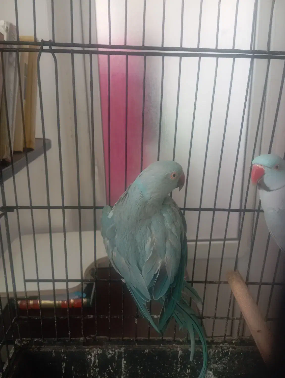 جفت ملنگو آبی|پرنده|قم, حاج زینل|دیوار