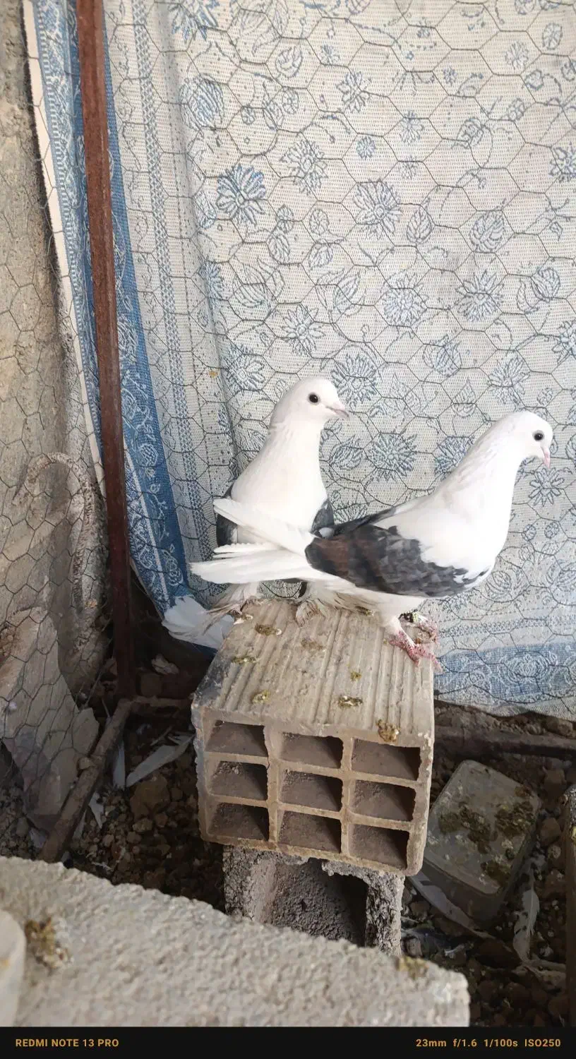 دوکت نر ماده جفت|پرنده|جم, |دیوار