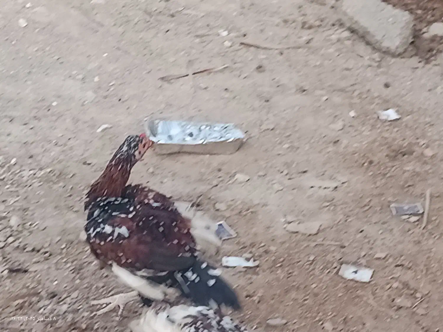 جوجه خروس چابهاری|حیوانات مزرعه|رویدر, |دیوار