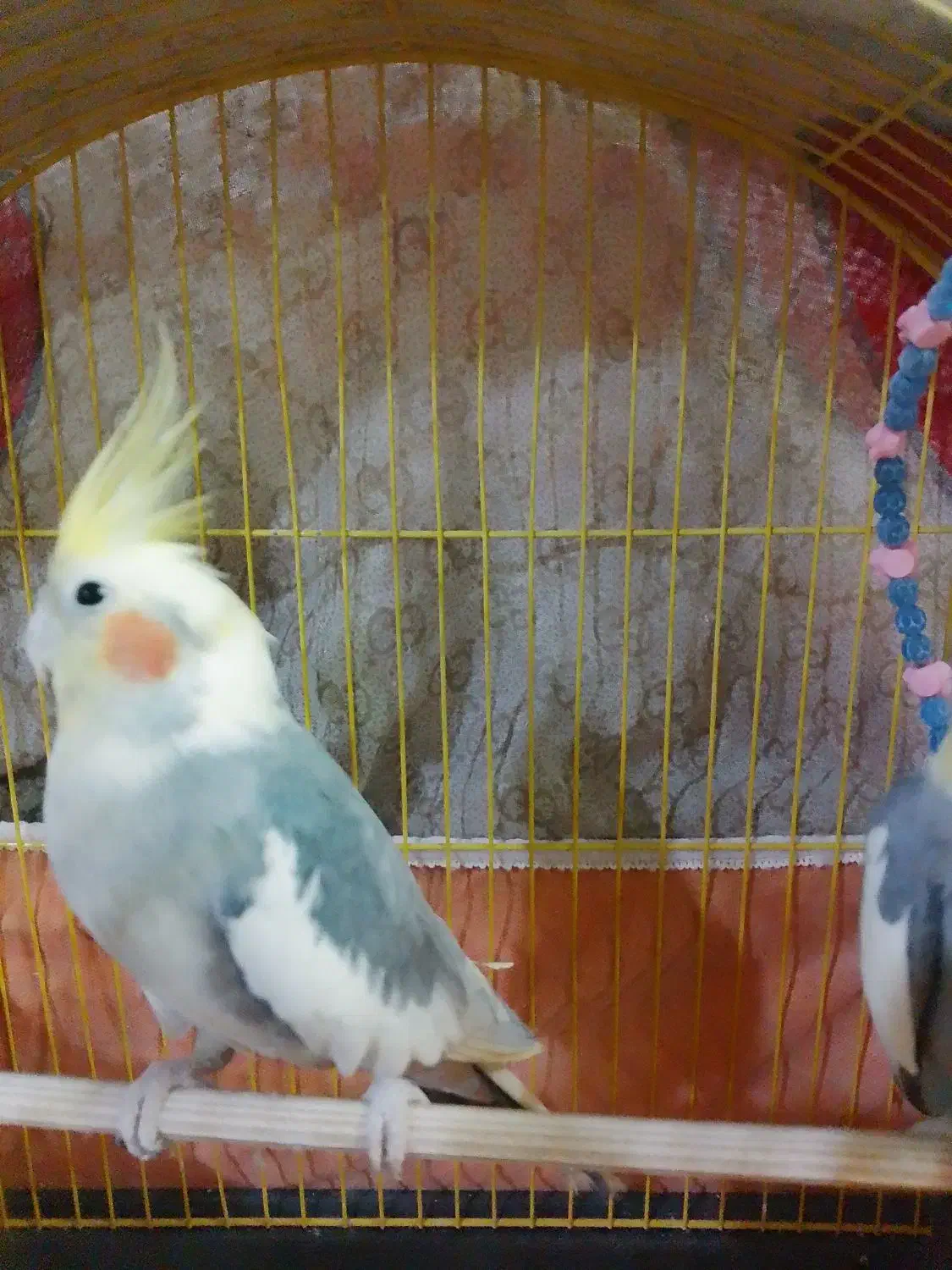 عروس هلندی|پرنده|آمل, |دیوار