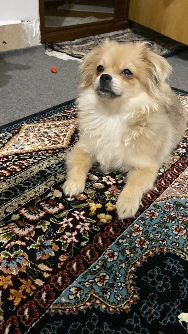 فروش سگ|سگ|اردبیل, |دیوار