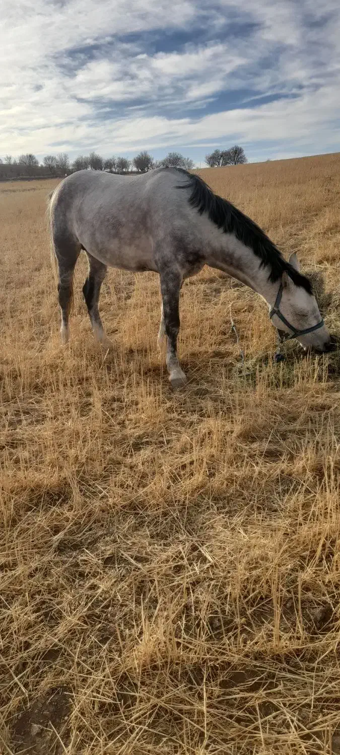 اسب ۸ ساله بسیار آرام|حیوانات مزرعه|کاغذکنان, |دیوار