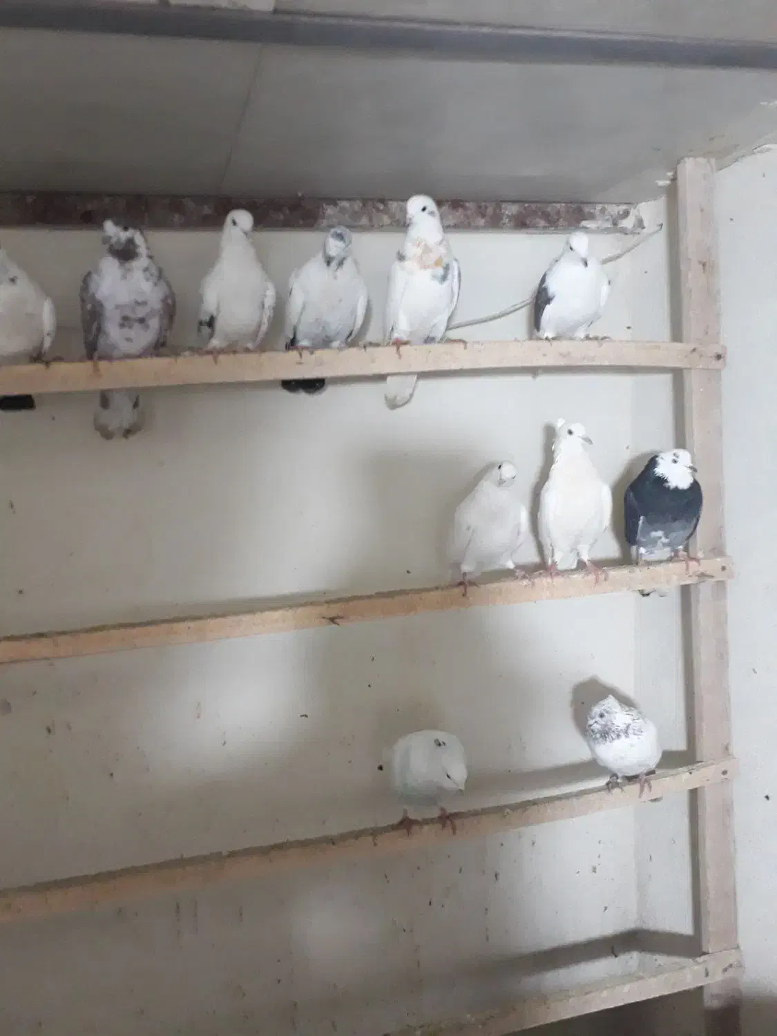 کفتر پرشی|پرنده|رباط‌کریم, رباط‌کریم|دیوار