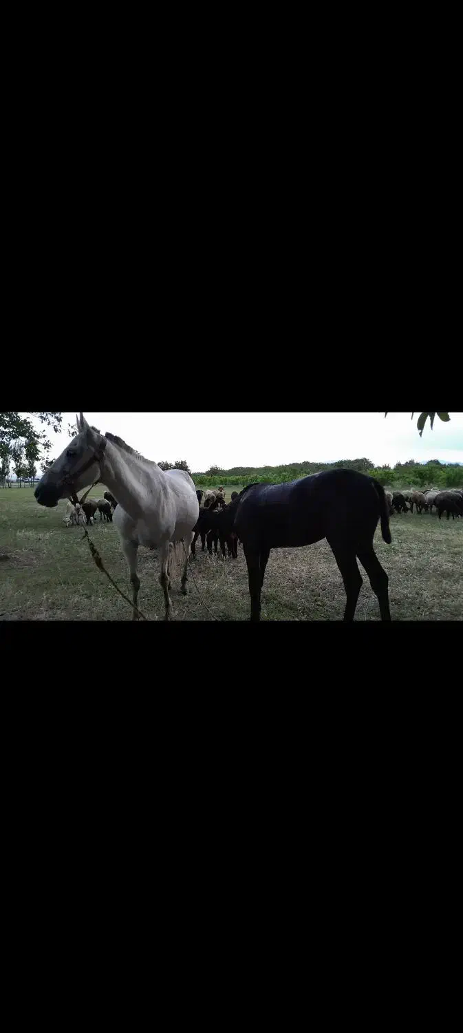 اسب مادیان|اسب و تجهیزات اسب‌سواری|سنندج, |دیوار