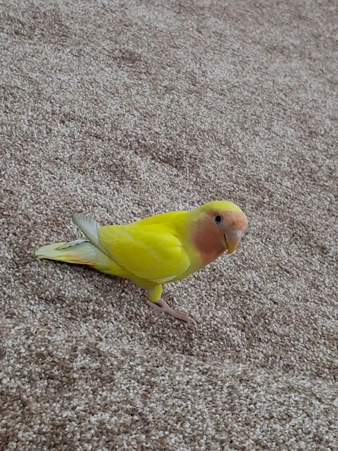 جفت طوطی برزیلی|پرنده|وحدتیه, |دیوار