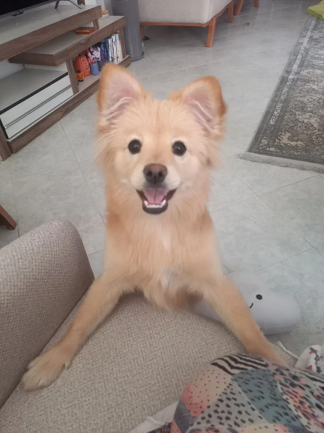 بامزه ترین|سگ|مشهد, چهارچشمه|دیوار