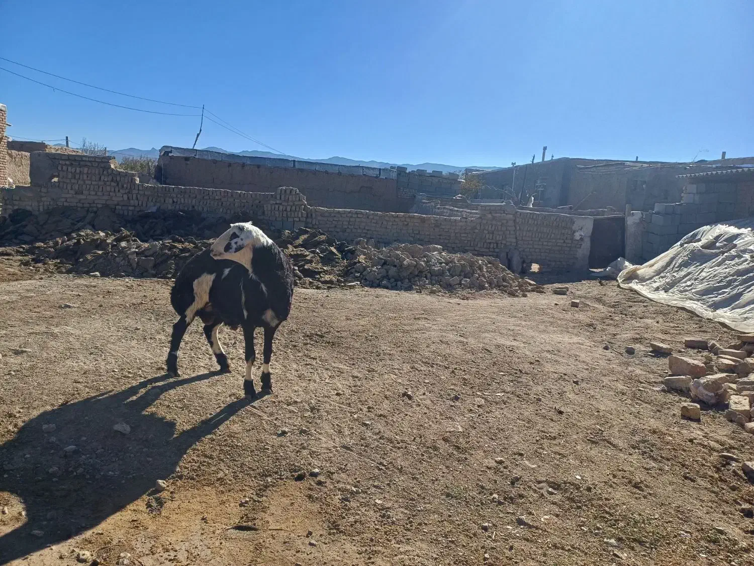 بره قوچی پلنگی پوست گاوی اصل درجه یک|حیوانات مزرعه|مشهد, کوی المهدی|دیوار