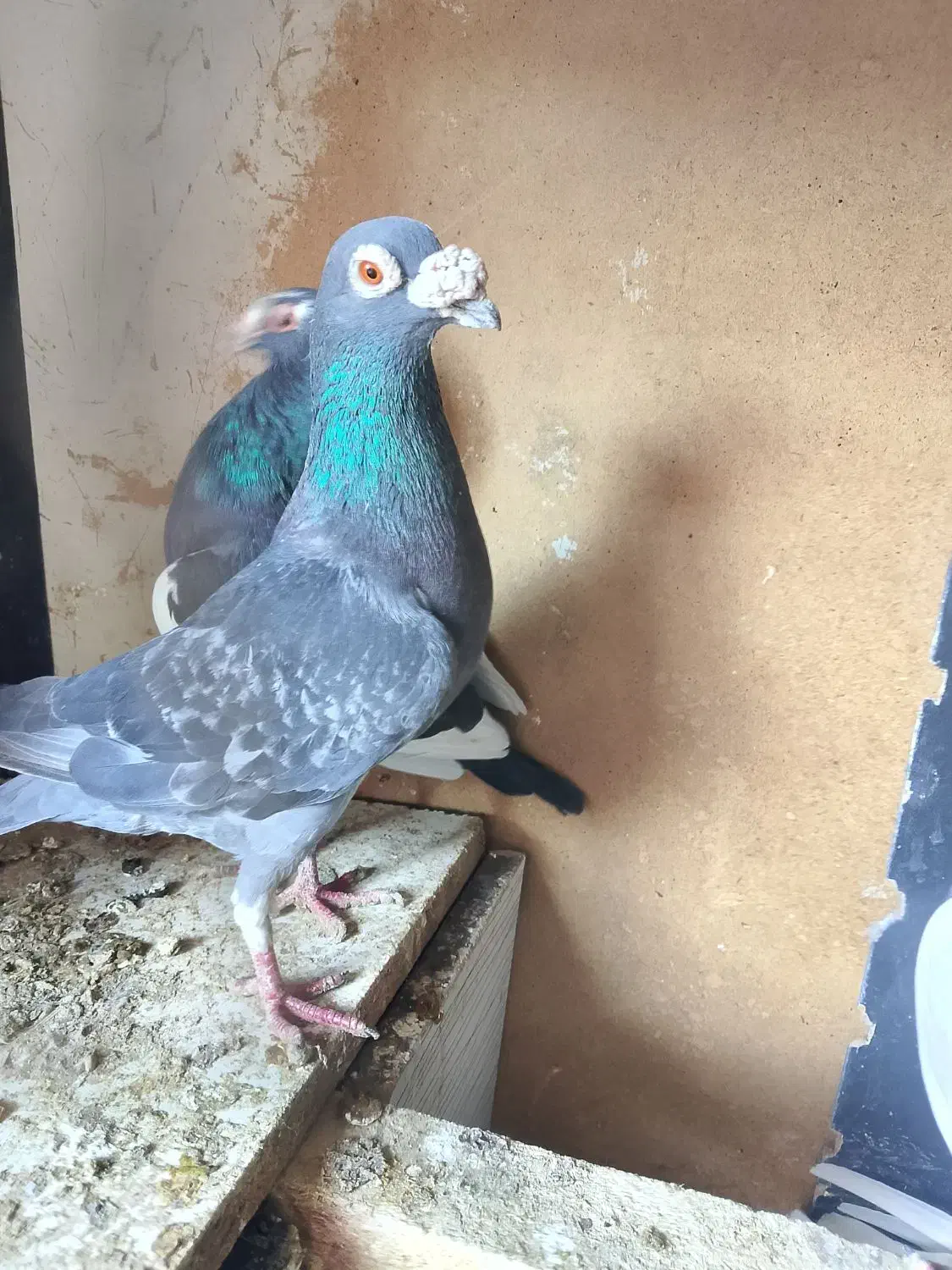 نرمگس‌|پرنده|هامون, |دیوار