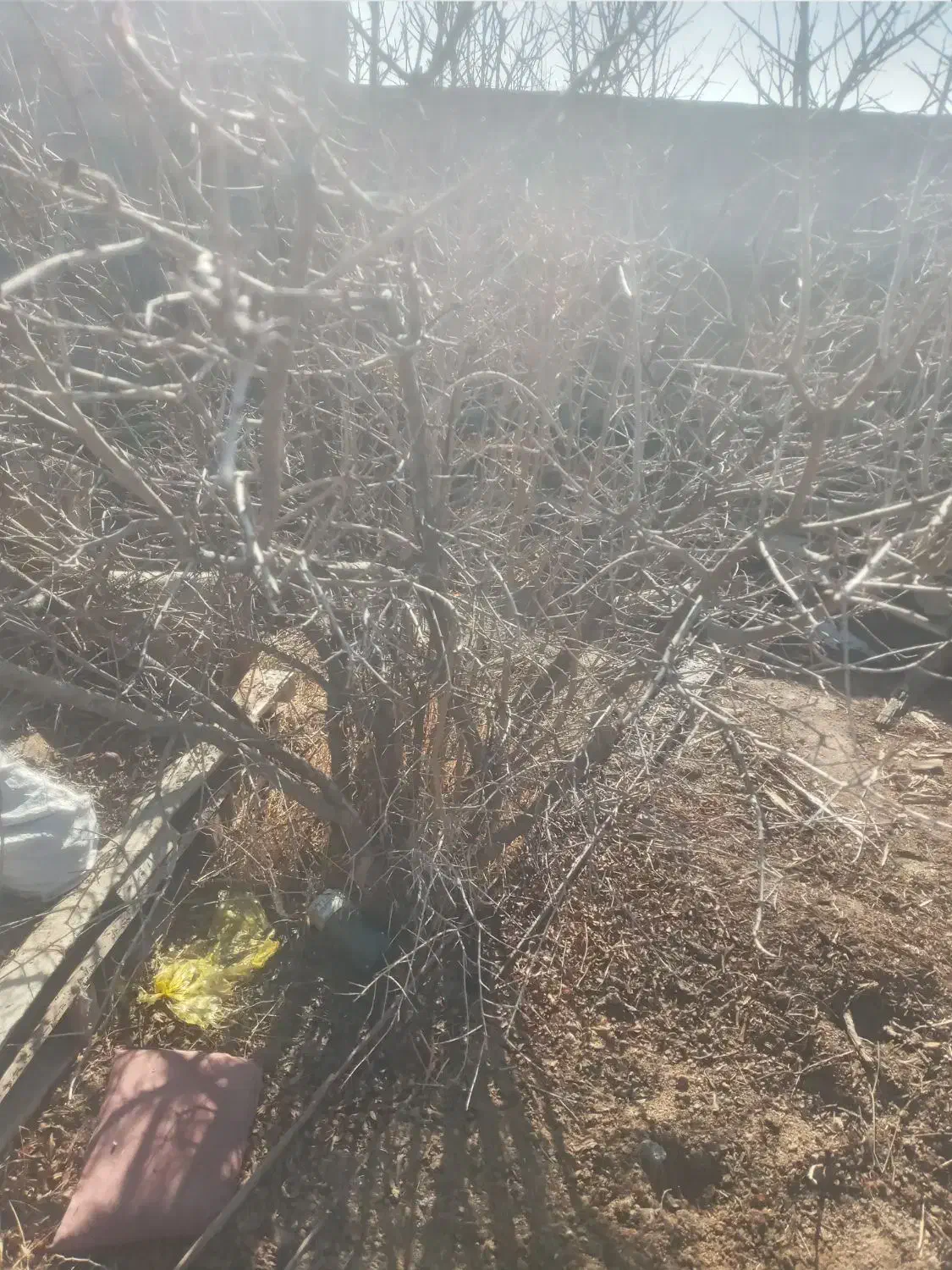 حرس درختان|خدمات باغبانی و درختکاری|شیروان (خراسان), |دیوار