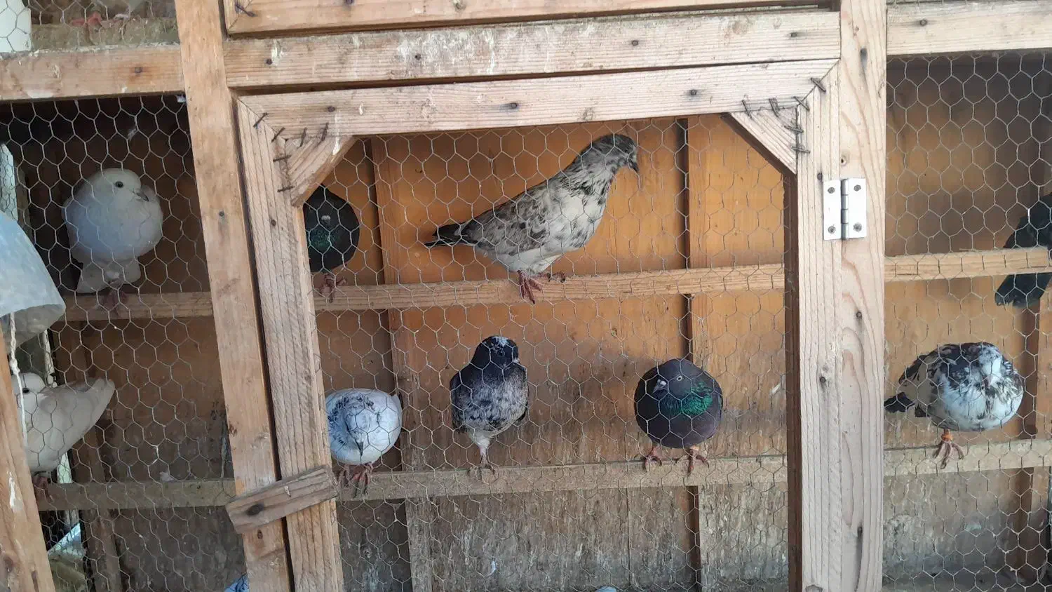 کبوتر|پرنده|بابل, |دیوار