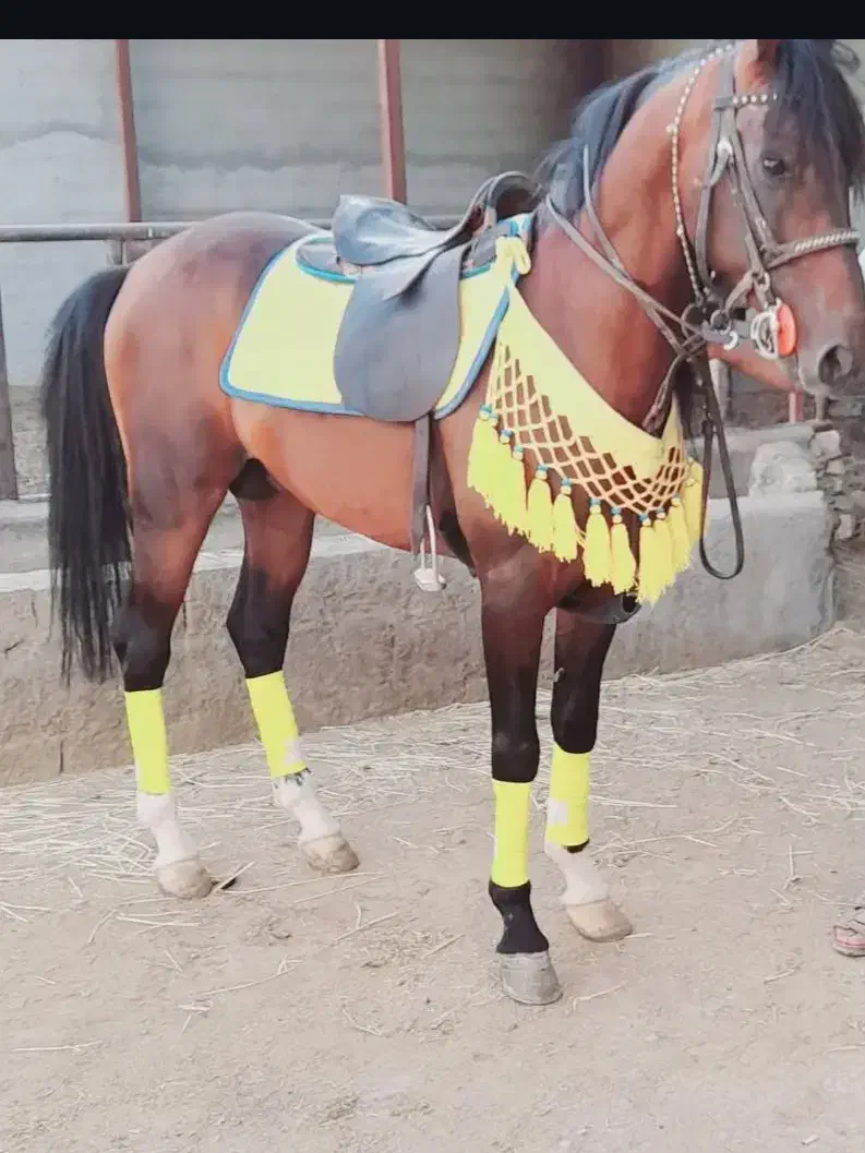 فروش اسب شمشاد|اسب و تجهیزات اسب‌سواری|فلاورجان, |دیوار