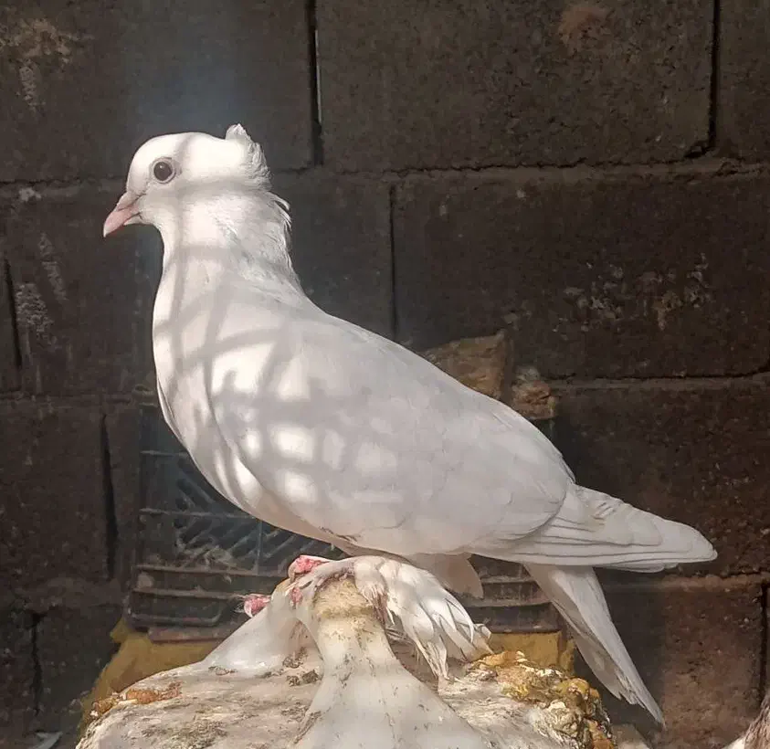 کبوتر سفید گره|پرنده|میناب, |دیوار