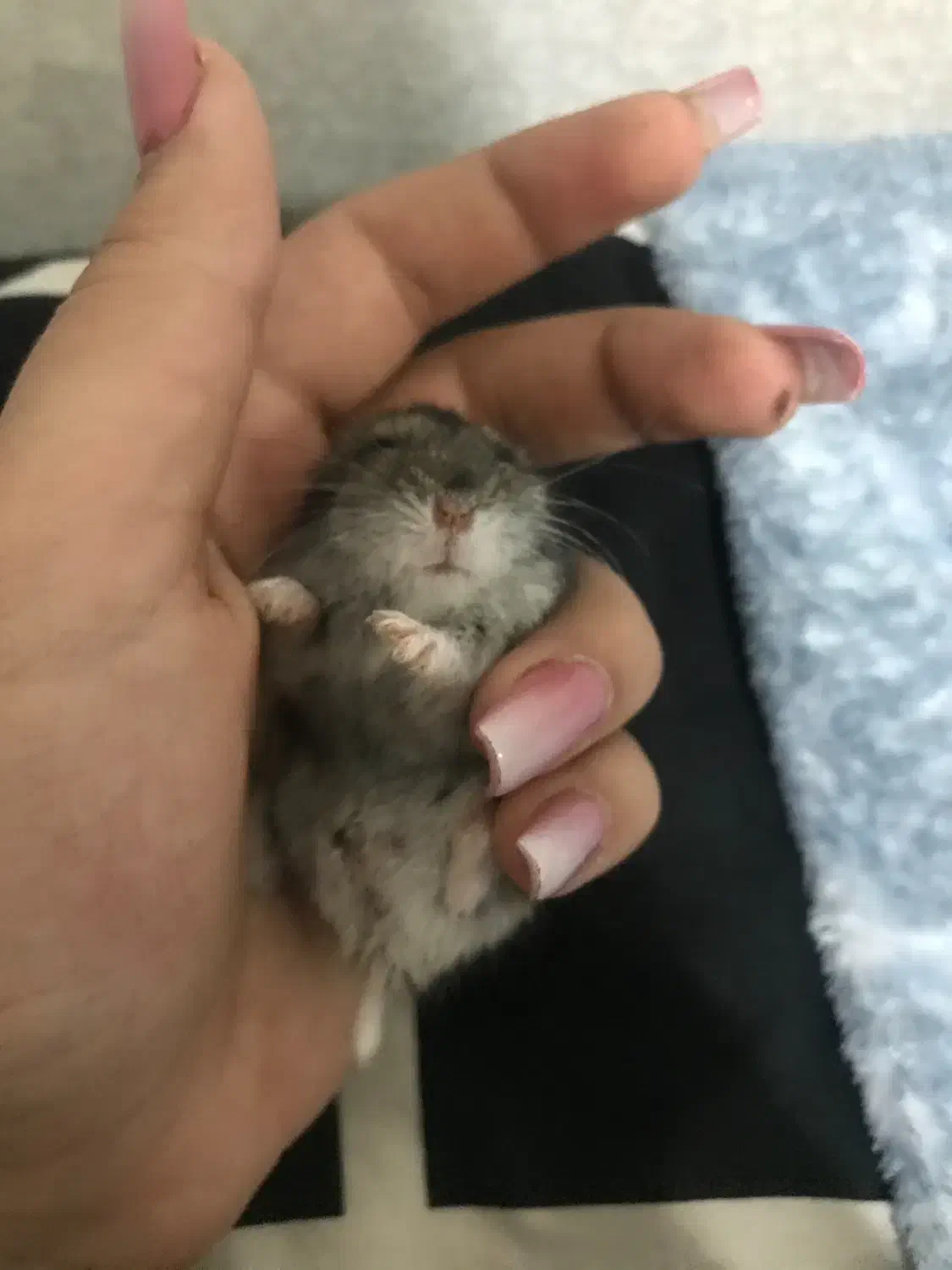 همستر کمپل|موش و خرگوش|خمین, |دیوار