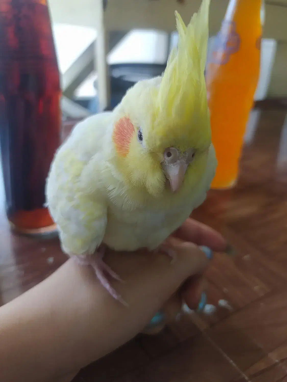 عروس هلندی ماده|پرنده|کرمانشاه, |دیوار